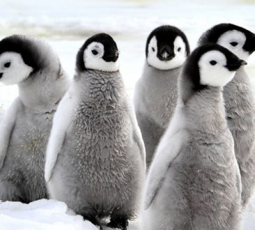Antartide: censimento dei pinguini grazie ai primi droni italiani a supporto dei ricercatori