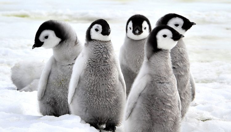 Antartide: censimento dei pinguini grazie ai primi droni italiani a supporto dei ricercatori