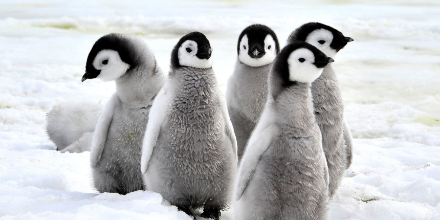 Antartide: censimento dei pinguini grazie ai primi droni italiani a supporto dei ricercatori
